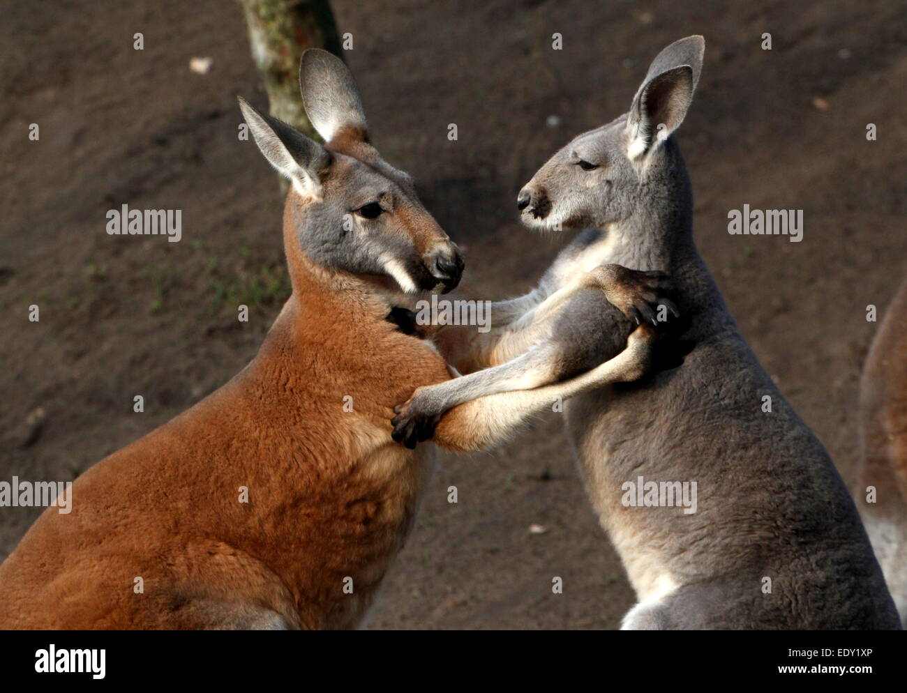 Two male Red Kangaroos (Macropus rufus) fighting at close range, not