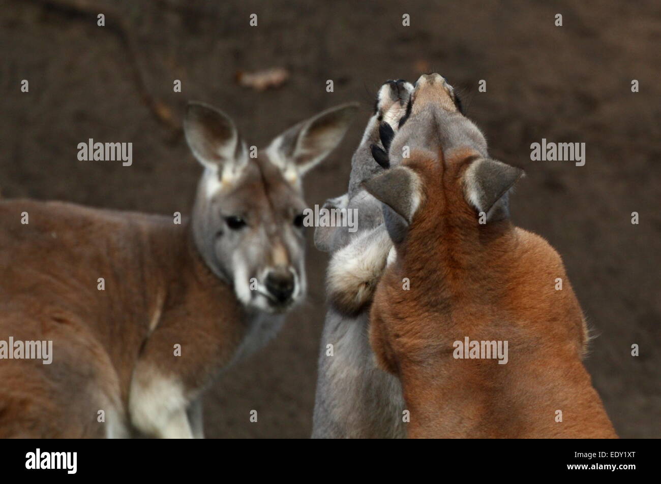 Two male Red Kangaroos (Macropus rufus) fighting at close range, not
