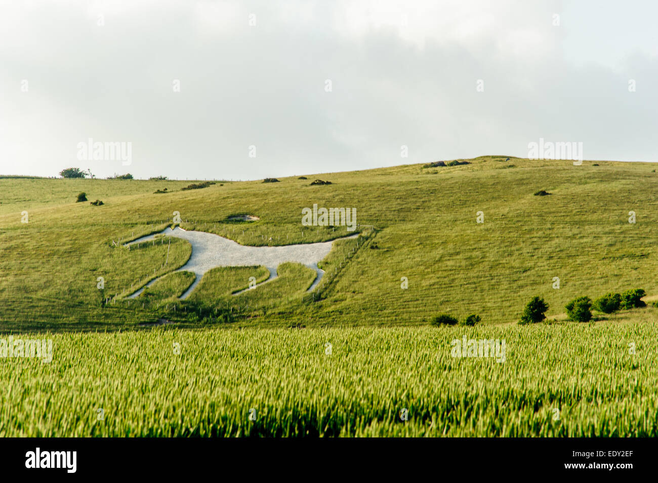 White horse of Devizes Stock Photo Alamy