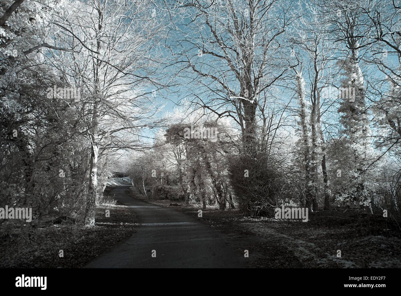 Photograph of a pathway lined with trees at the Humber Bridge Country Park, taken with an Infrared modified camera. Stock Photo