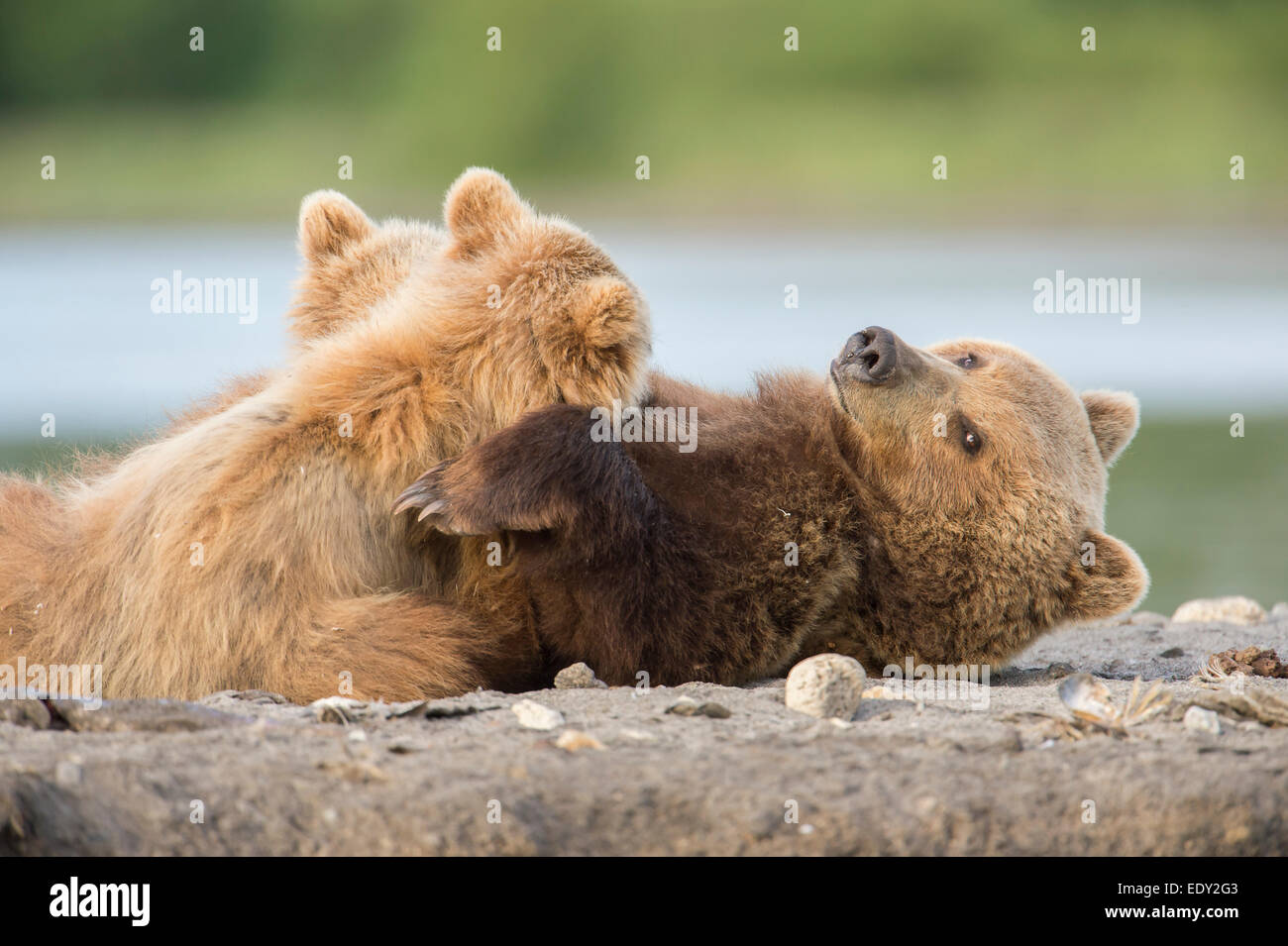 female bear suckling her cubs Stock Photo - Alamy
