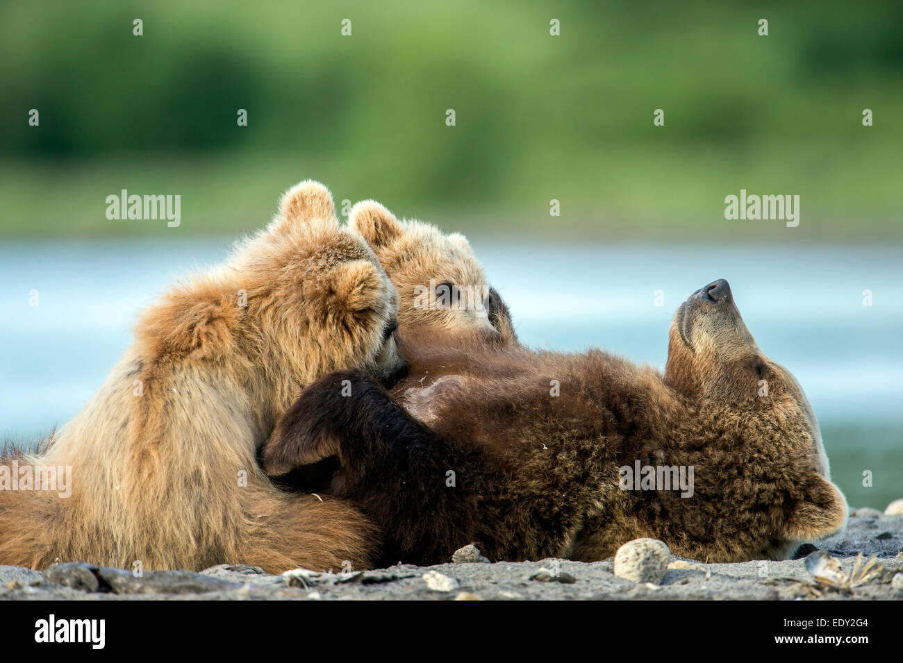 female bear suckling her cubs Stock Photo - Alamy