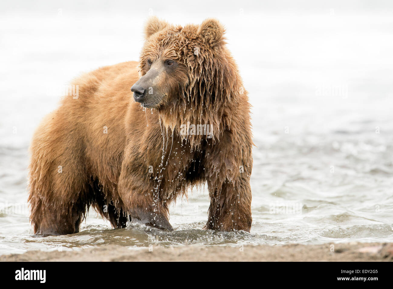 brown bear fishing for salmon Stock Photo