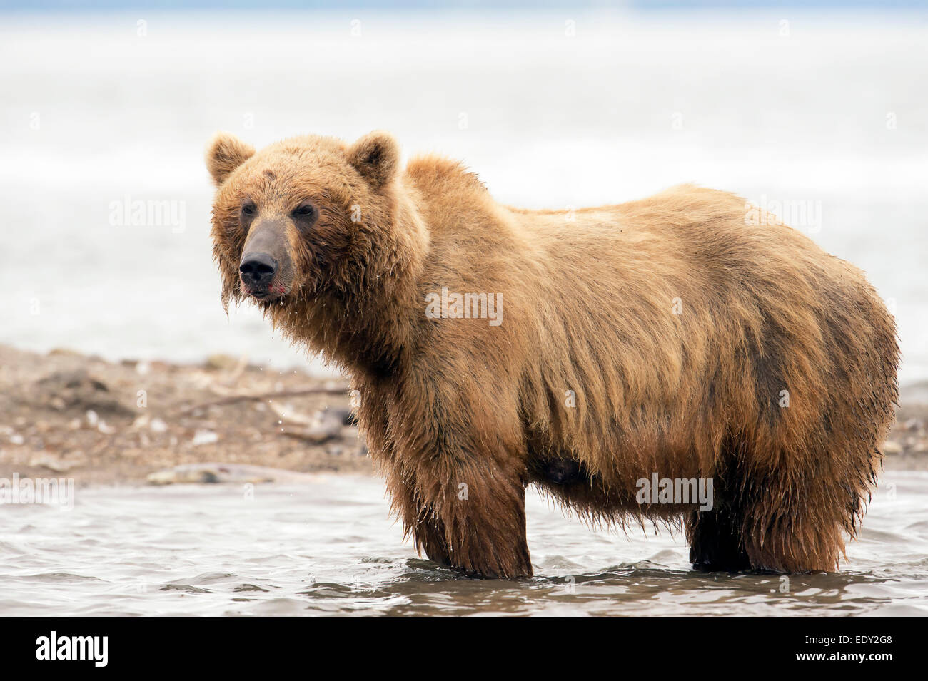 brown bear fishing for salmon Stock Photo