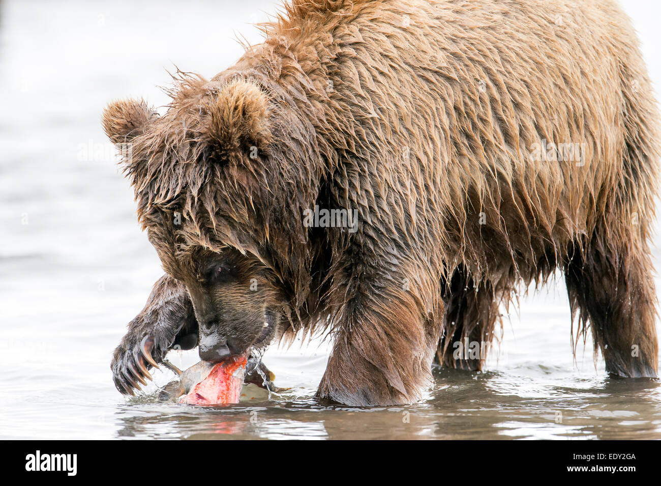 brown bear eating salmon Stock Photo