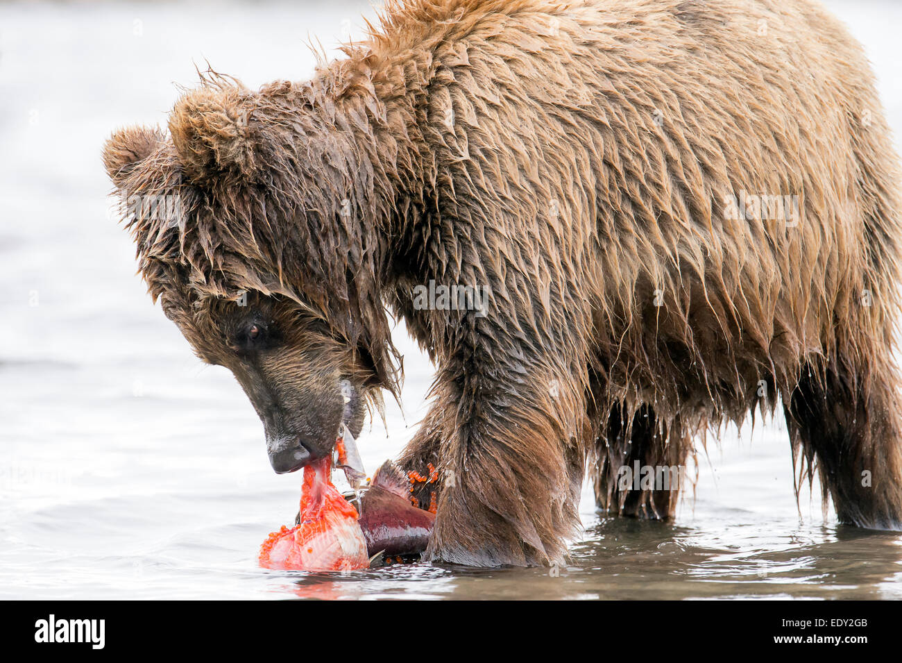 brown bear eating salmon Stock Photo