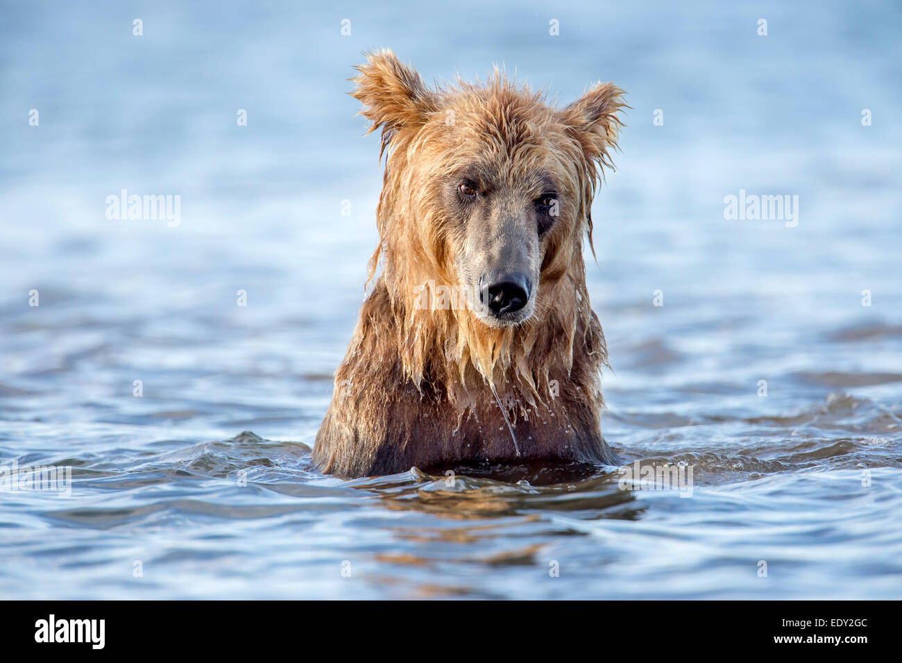 brown bear fishing Stock Photo