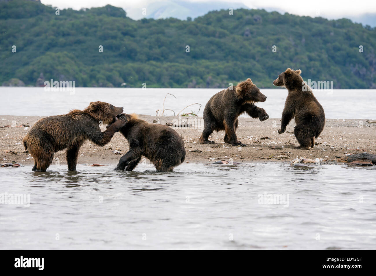 young brown bear cubs squabbling Stock Photo