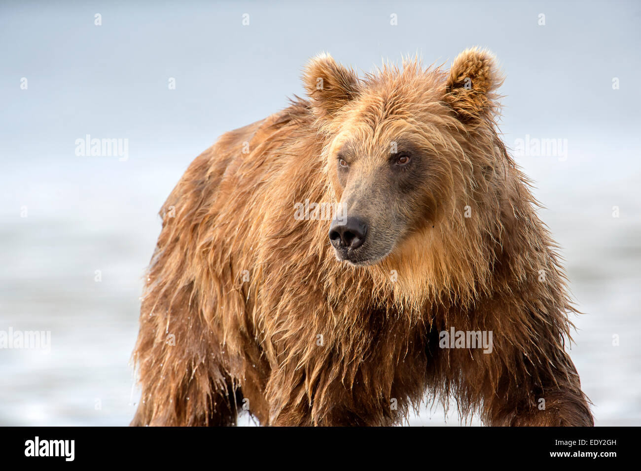 bear portrait Stock Photo