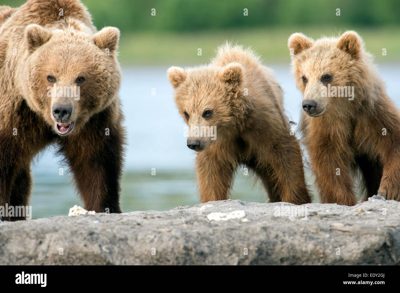 mother bear and two cubs, portrait Stock Photo