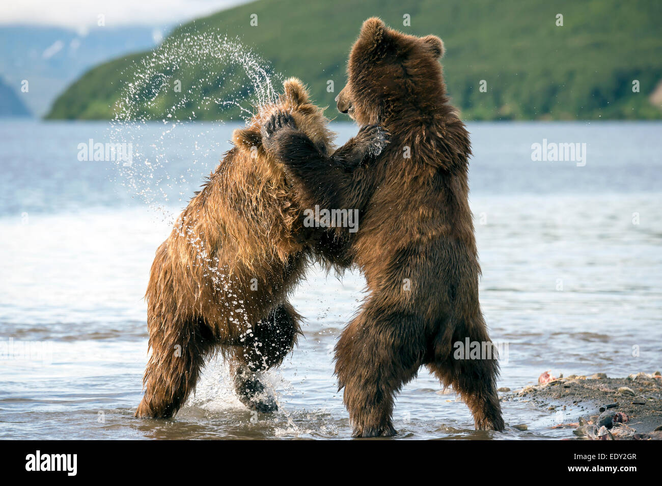 brown bears fighting Stock Photo