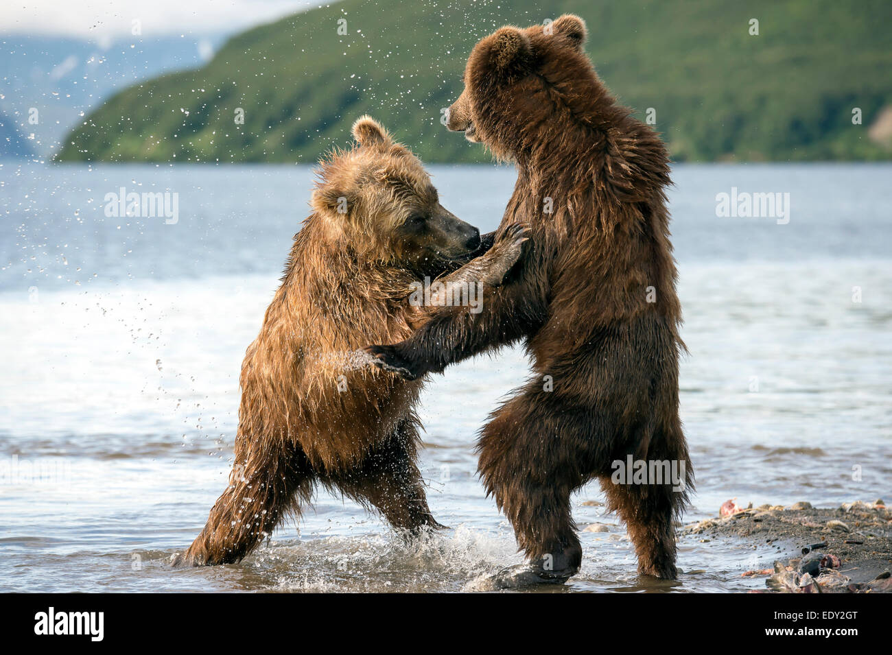 brown bears fighting Stock Photo