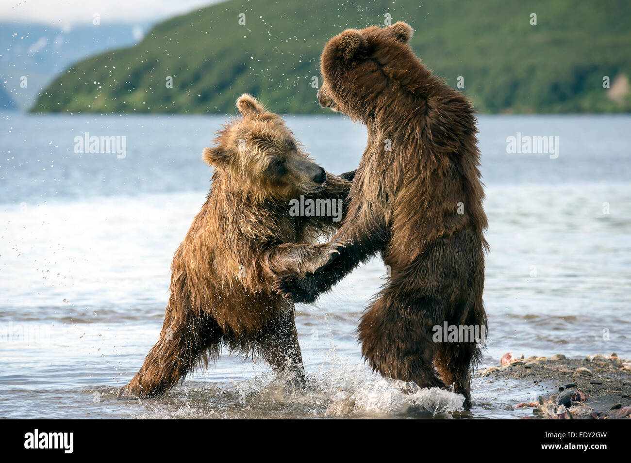 brown bears fighting Stock Photo