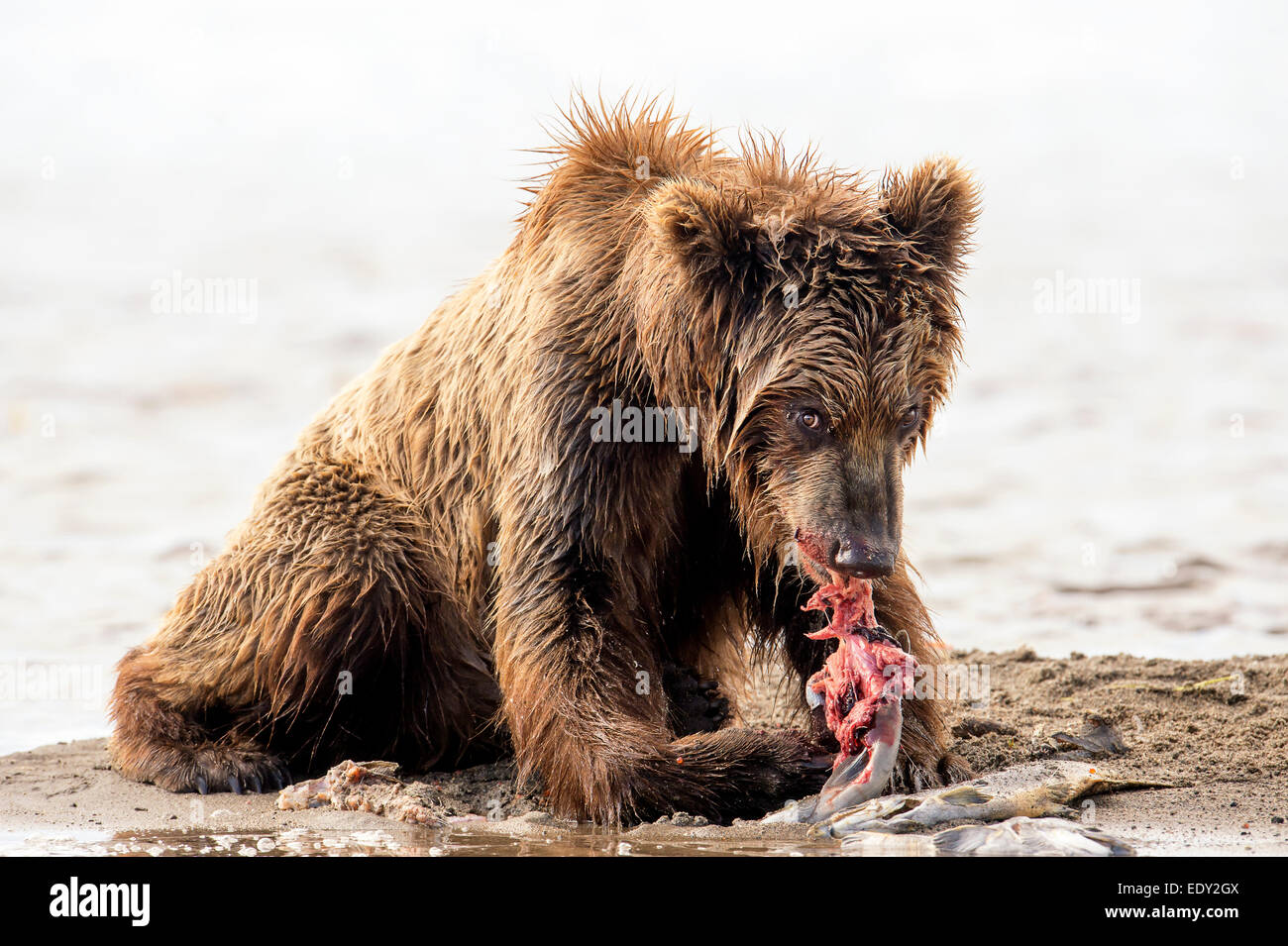 brown bear eating a salmon Stock Photo