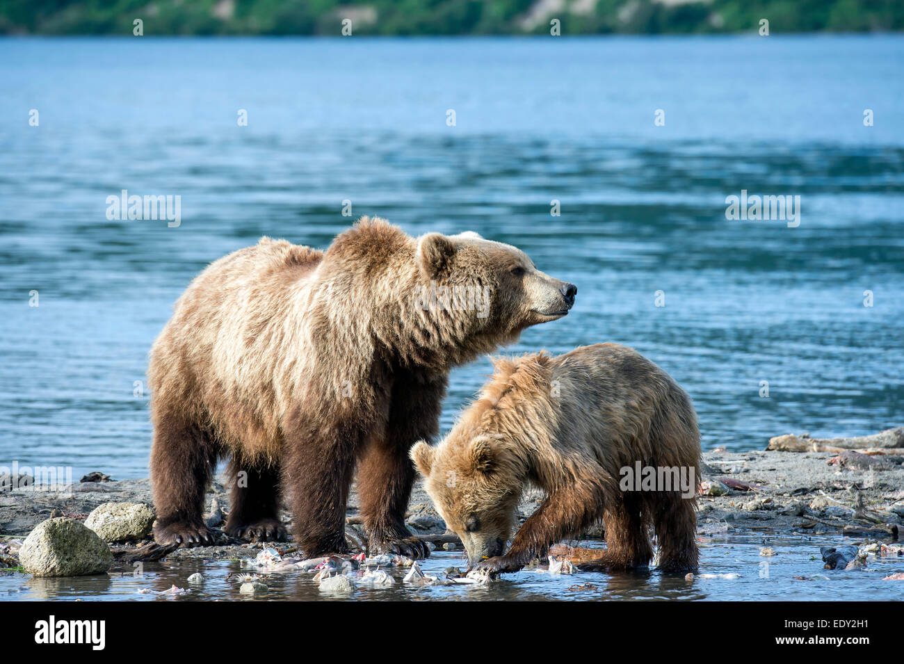 female brown bear with a cub, fishing for salmon Stock Photo