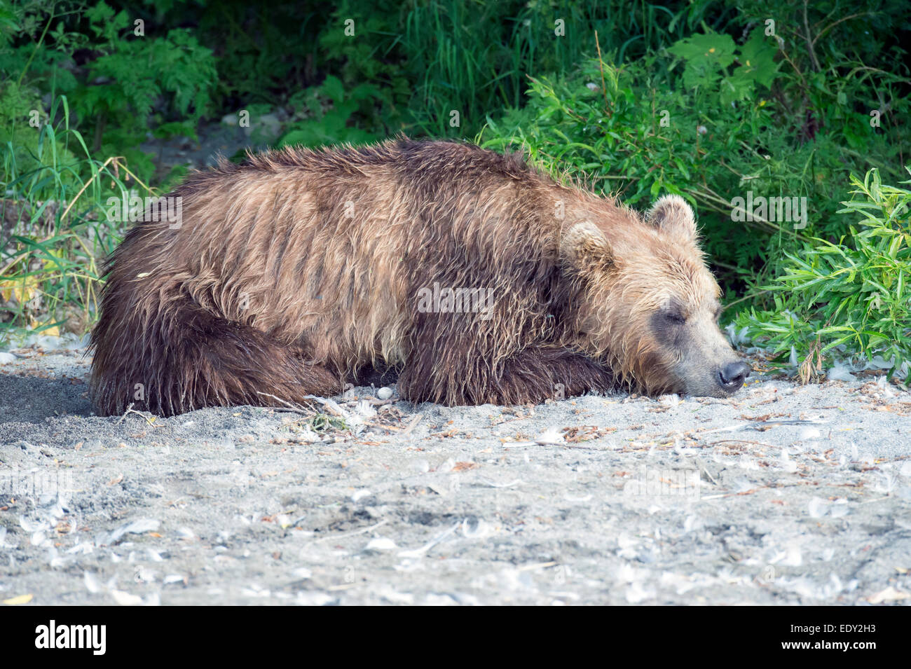 adult brown bear sleeping Stock Photo
