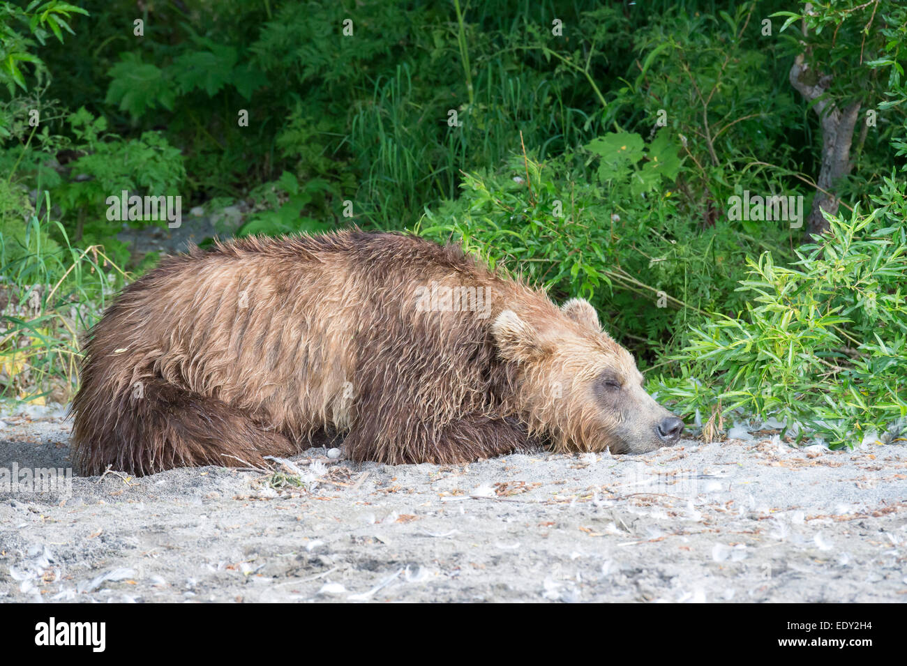 adult brown bear sleeping Stock Photo