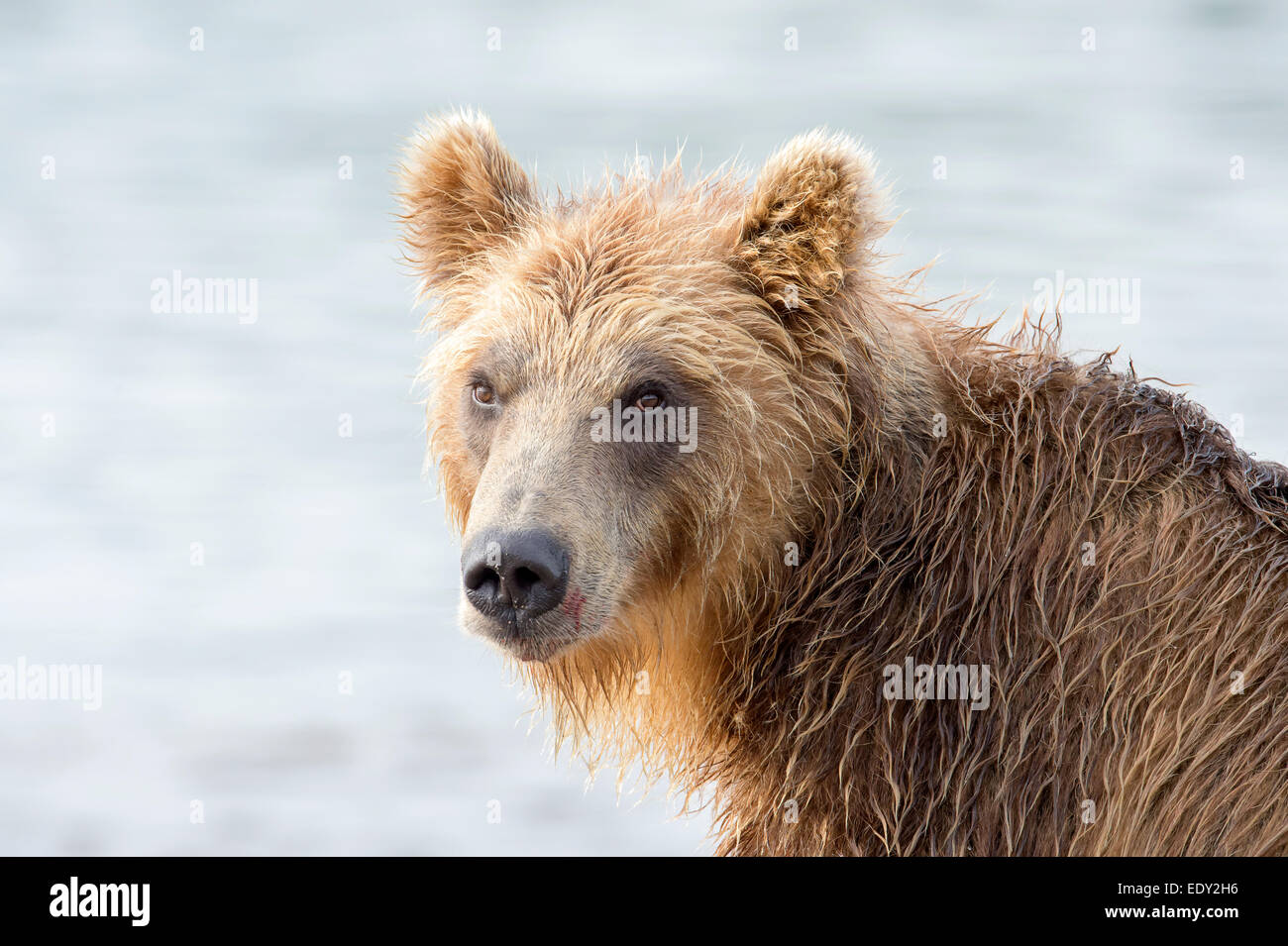 adult brown bear portrait Stock Photo