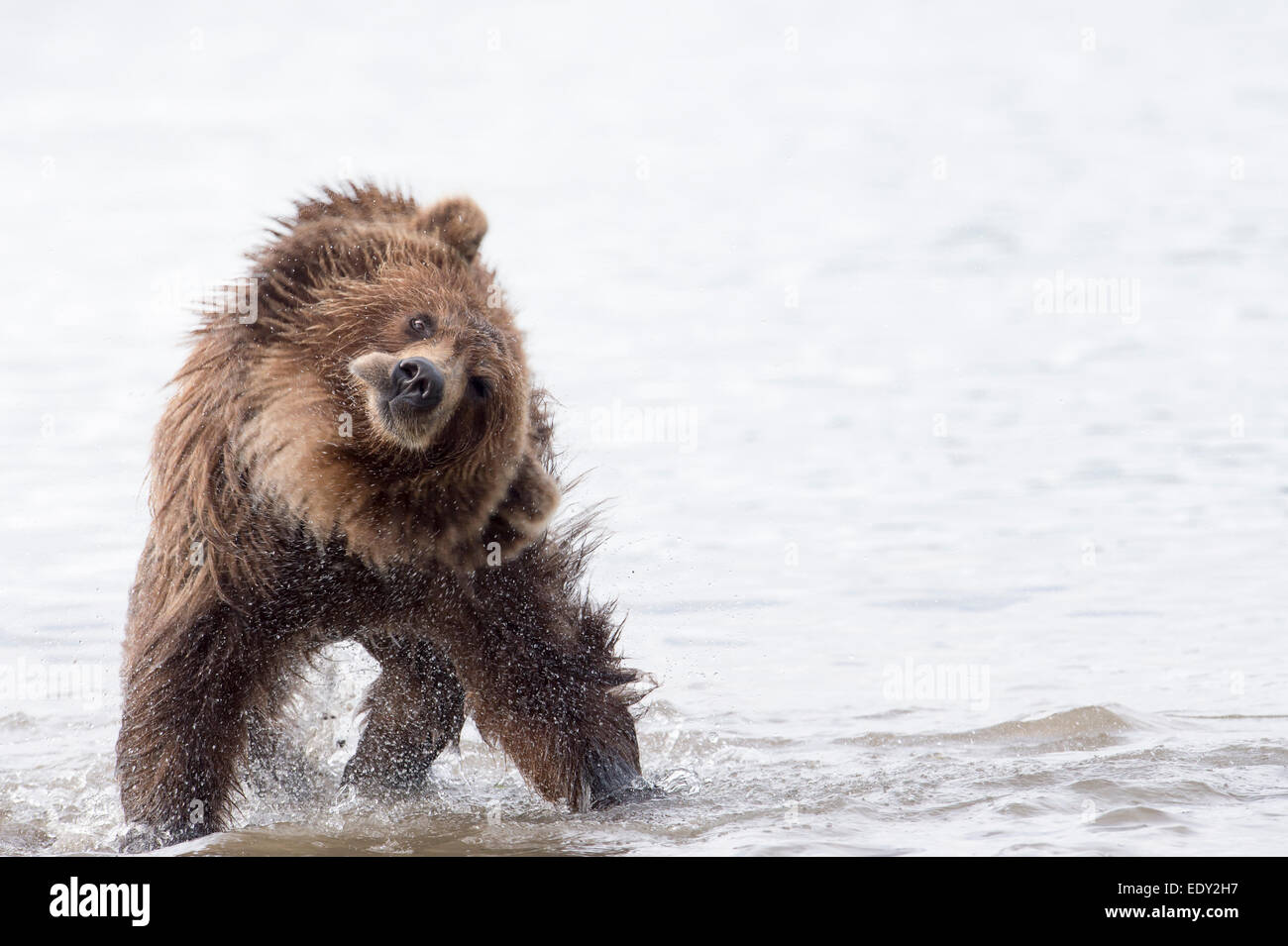 brown bear shakes its fur dry, while fishing for salmon Stock Photo