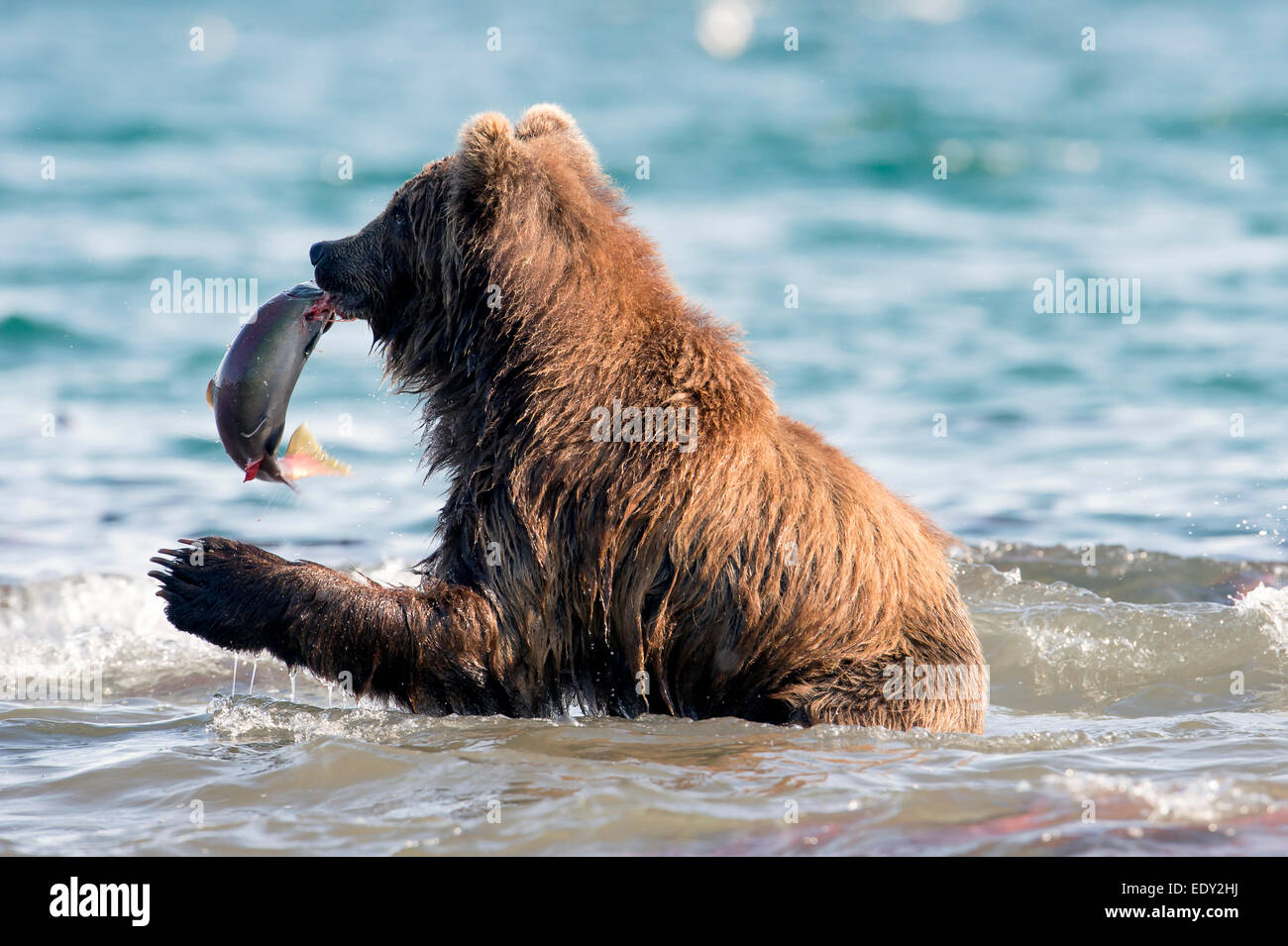 A brown bear catches a salmon during the salmon run Stock Photo