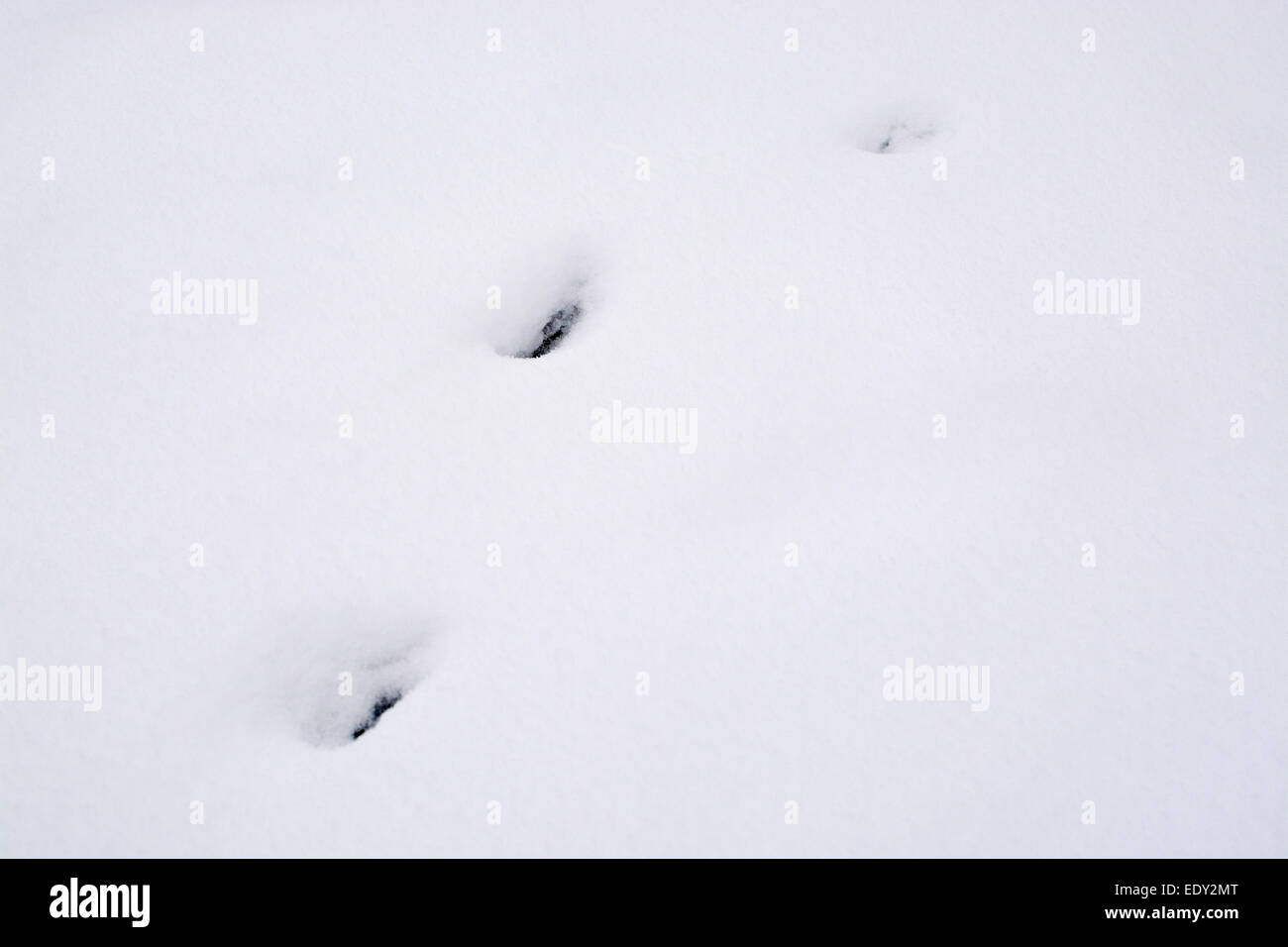 igen forråde gå i stå Snow closeup paw prints, Vällingby, Stockholm, Sweden in January Stock  Photo - Alamy