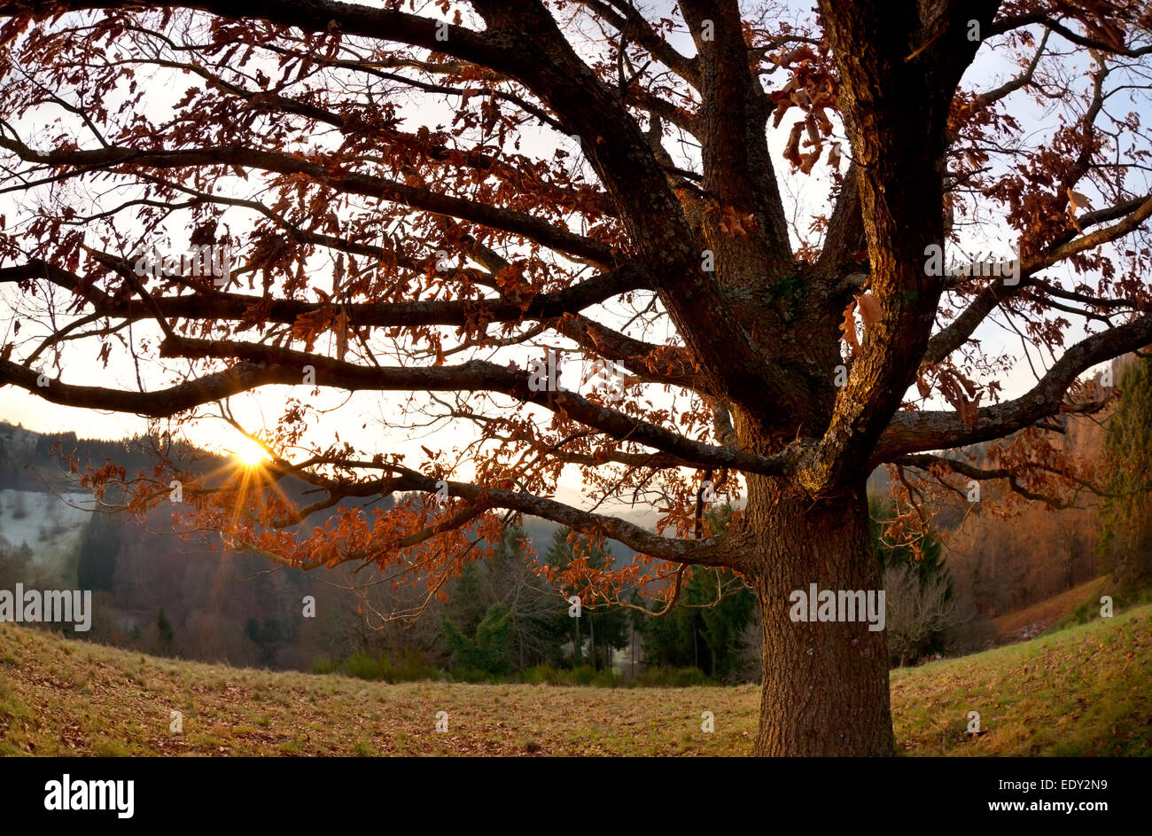sunset behind oak tree in mountains, Loffenau, Germany Stock Photo - Alamy