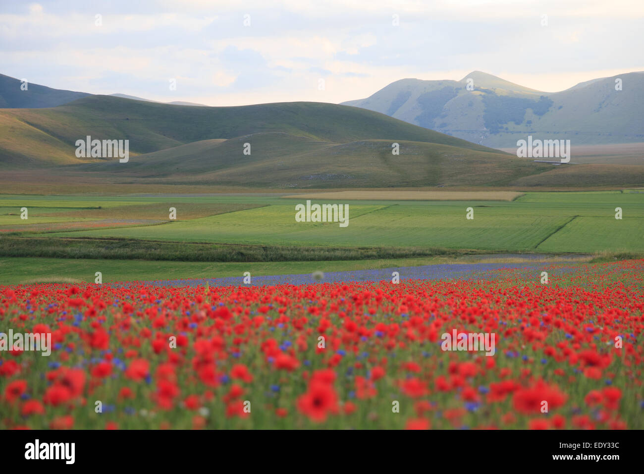 Castelluccio Di Norcia Flowers Italy Stock Photo Alamy