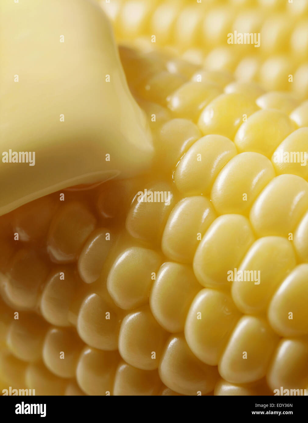 Corn on the Cob with melted butter Stock Photo