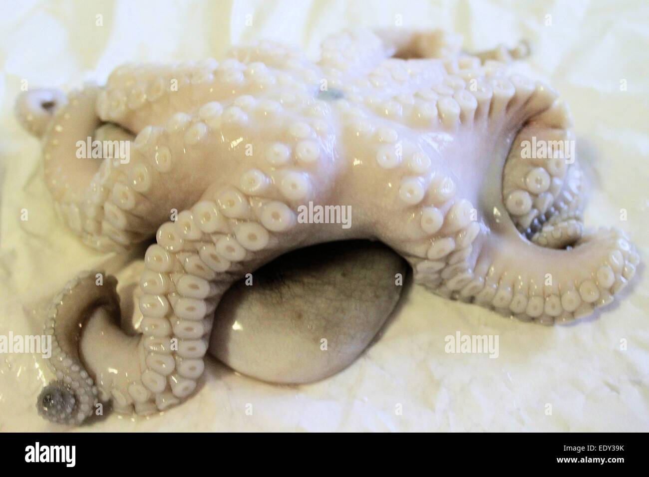Raw octopus ready for cooking Stock Photo Alamy