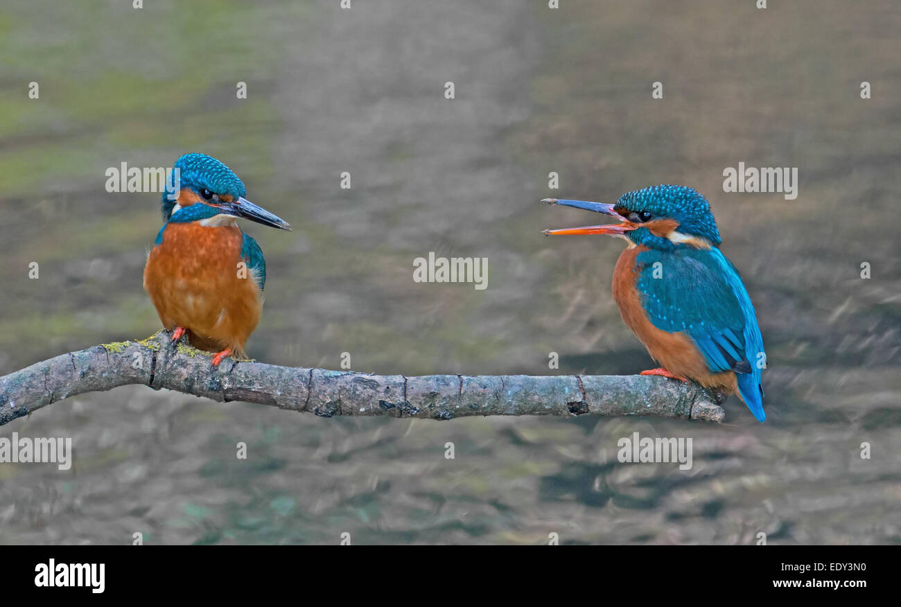 Male and Female Common Kingfishers, Alcedo atthis, during Courtship. Stock Photo