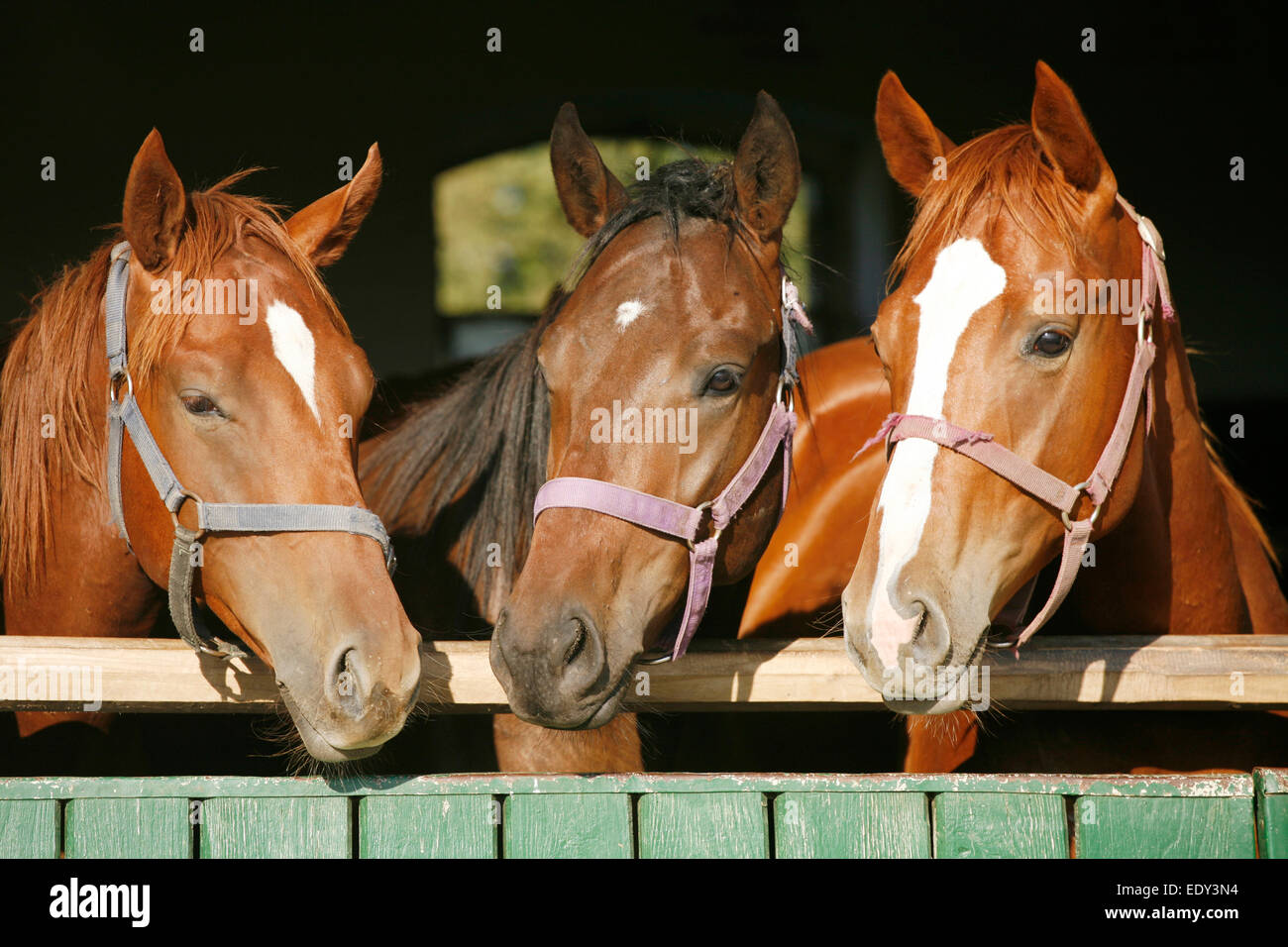 Beautiful Thoroughbred Horses At The Barn Door Nice Thoroughbred