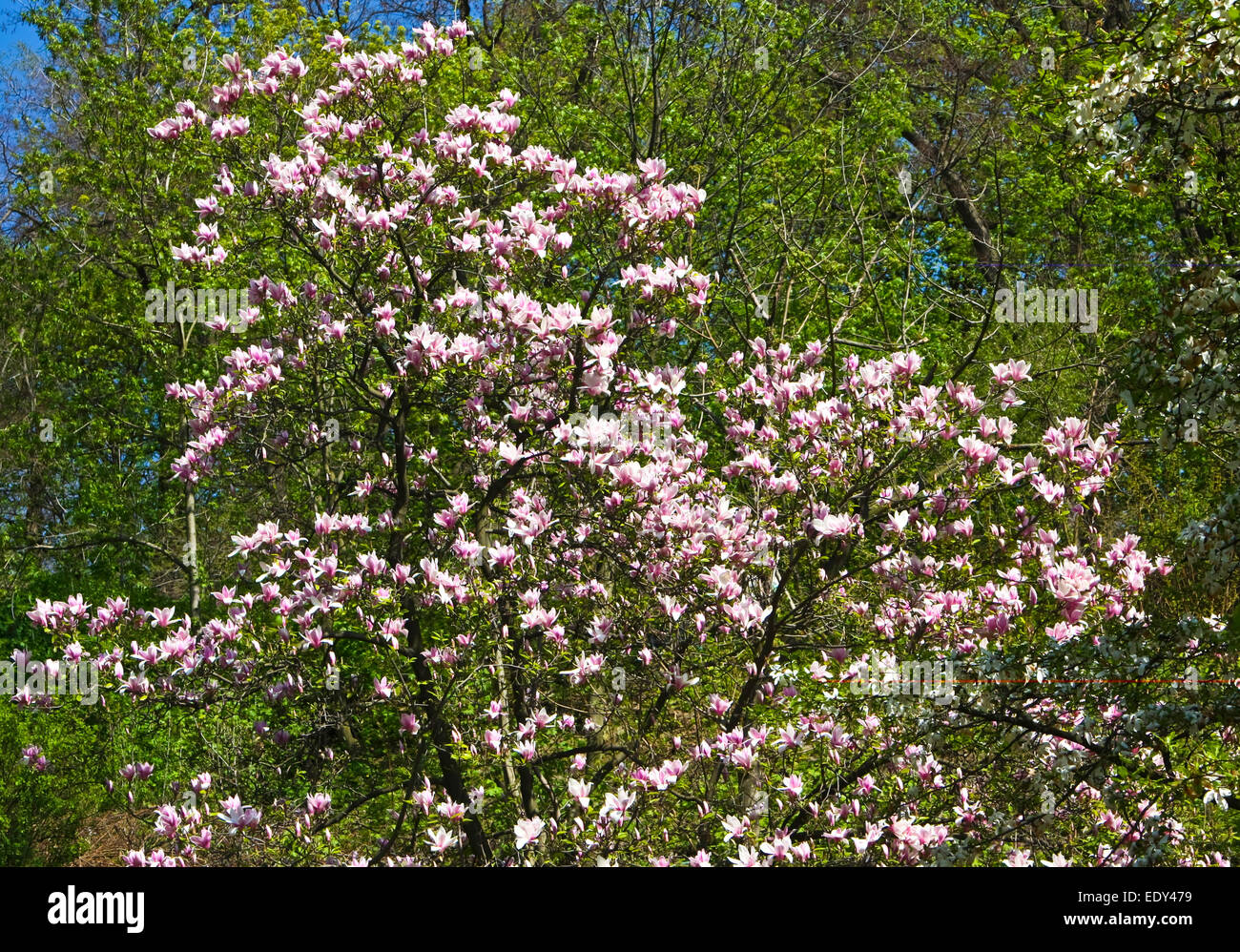 Big branches of pink magnolia in blossom Stock Photo - Alamy