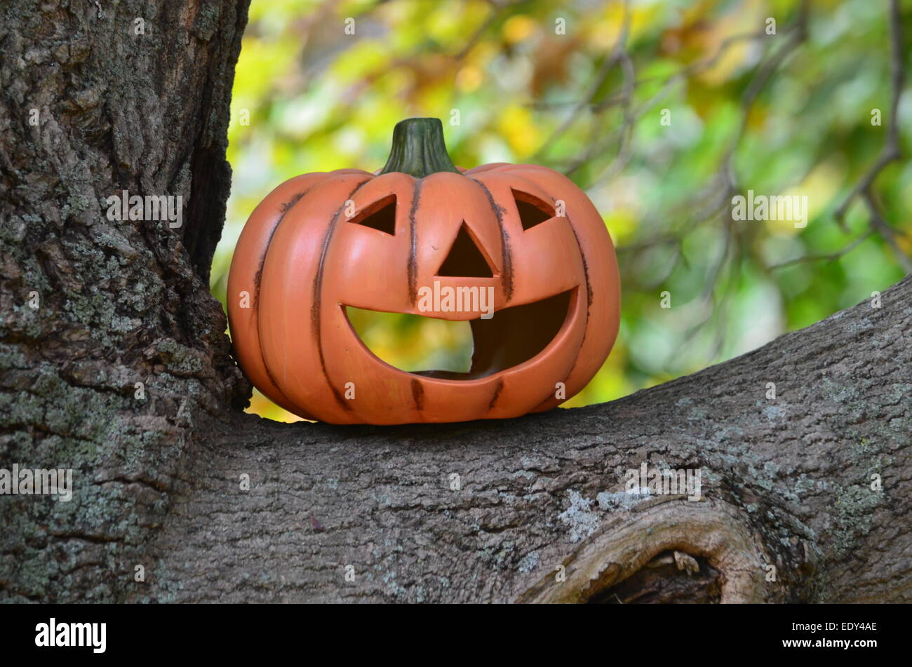 Pumpkin on a tree limb Stock Photo