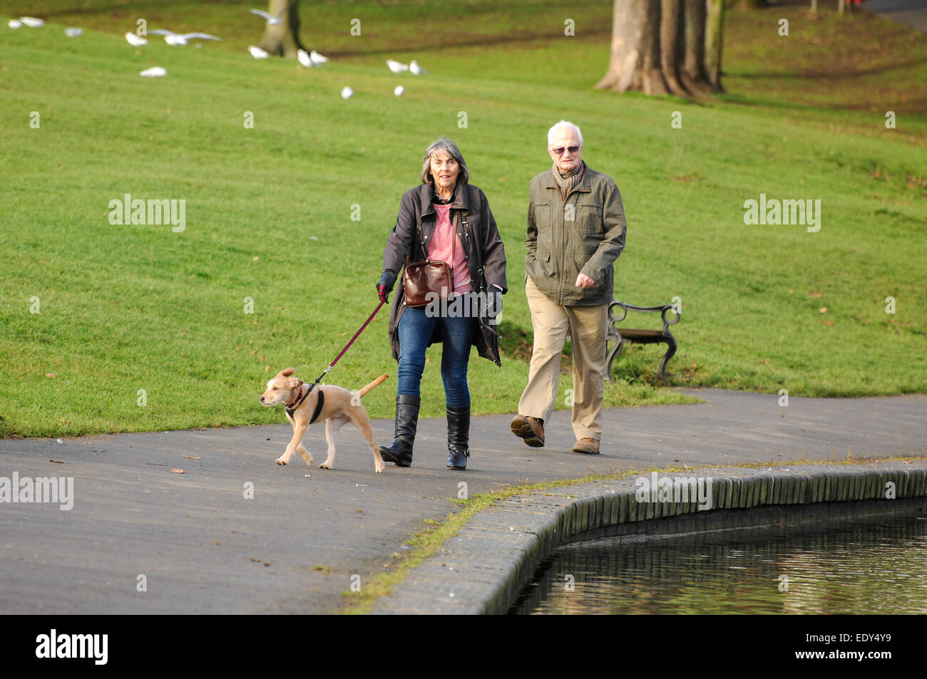couple walking their dog in the park Stock Photo - Alamy