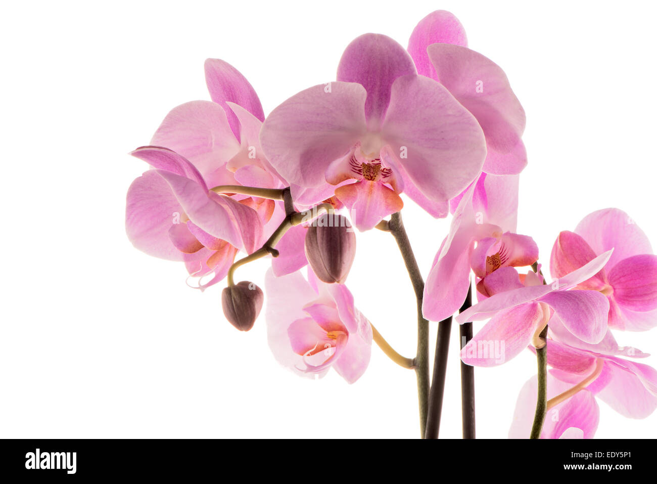 Closeup detail of pink orchid isolated on white background Stock Photo ...
