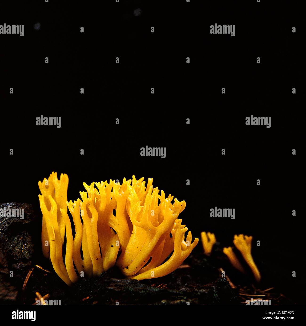 Golden Coral Fungi (Ramaria aurea) Stock Photo