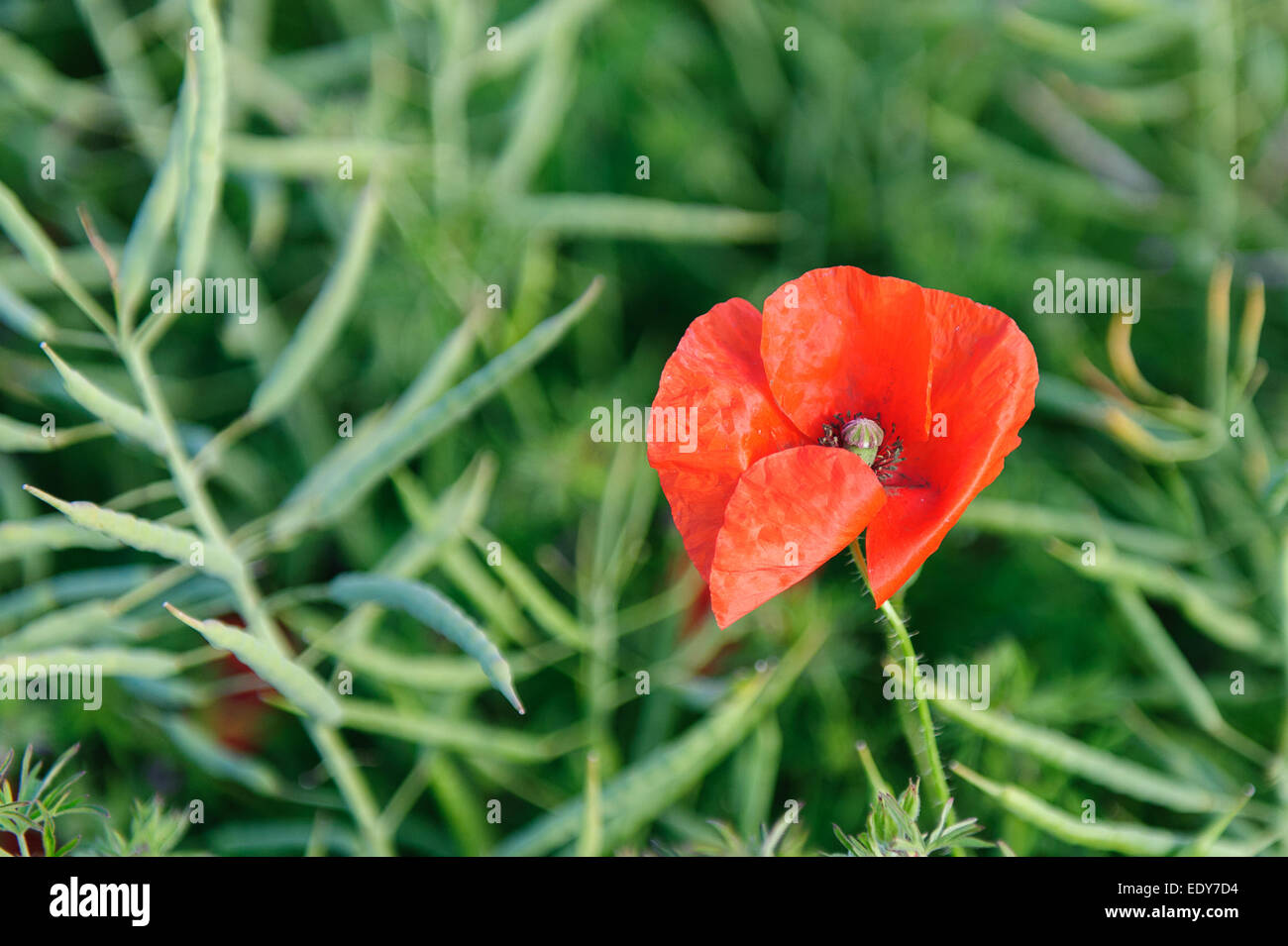 single poppy in field Stock Photo