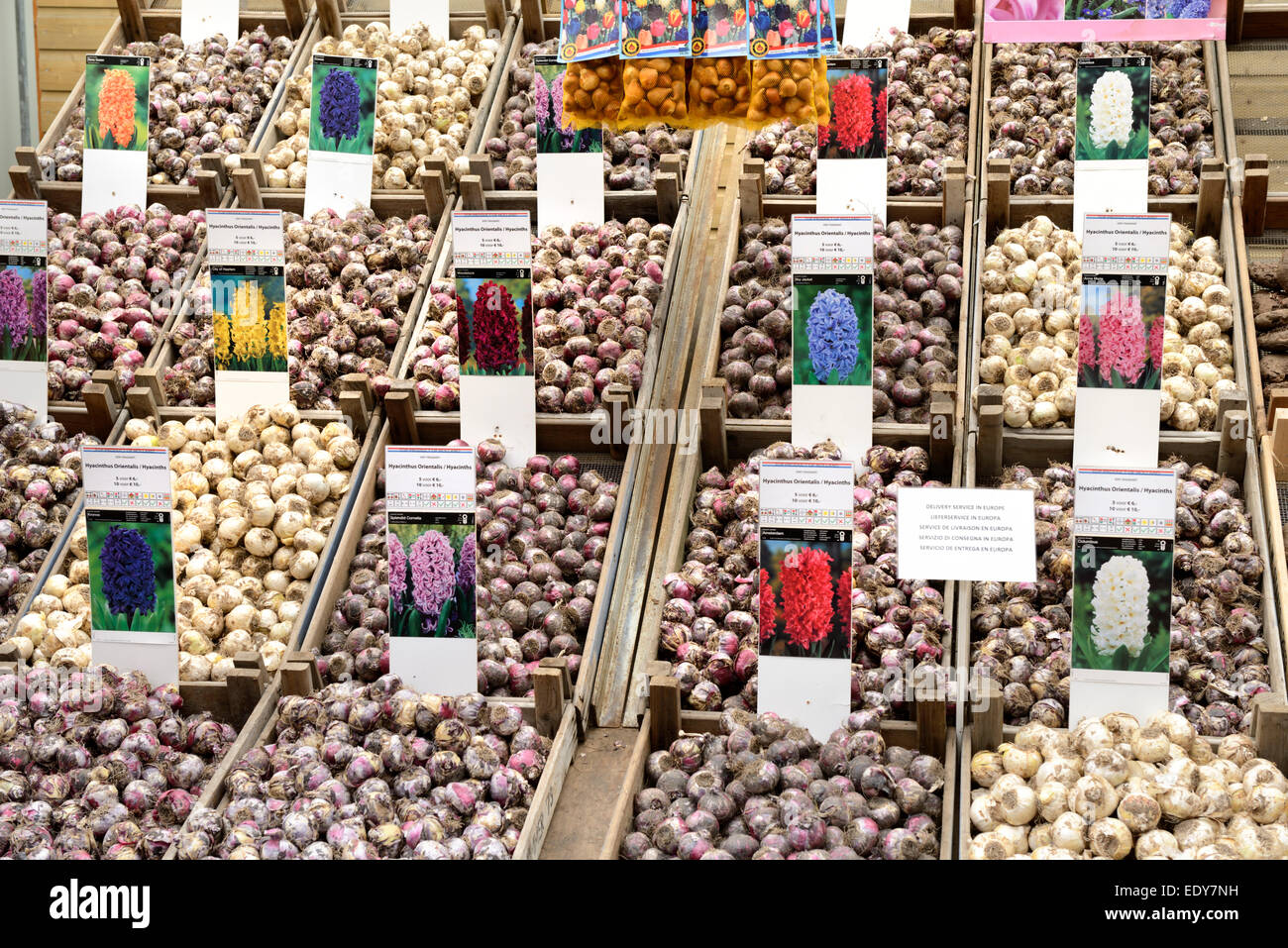 Displays of flower bulbs on the floating flower market (Bloemenmarkt