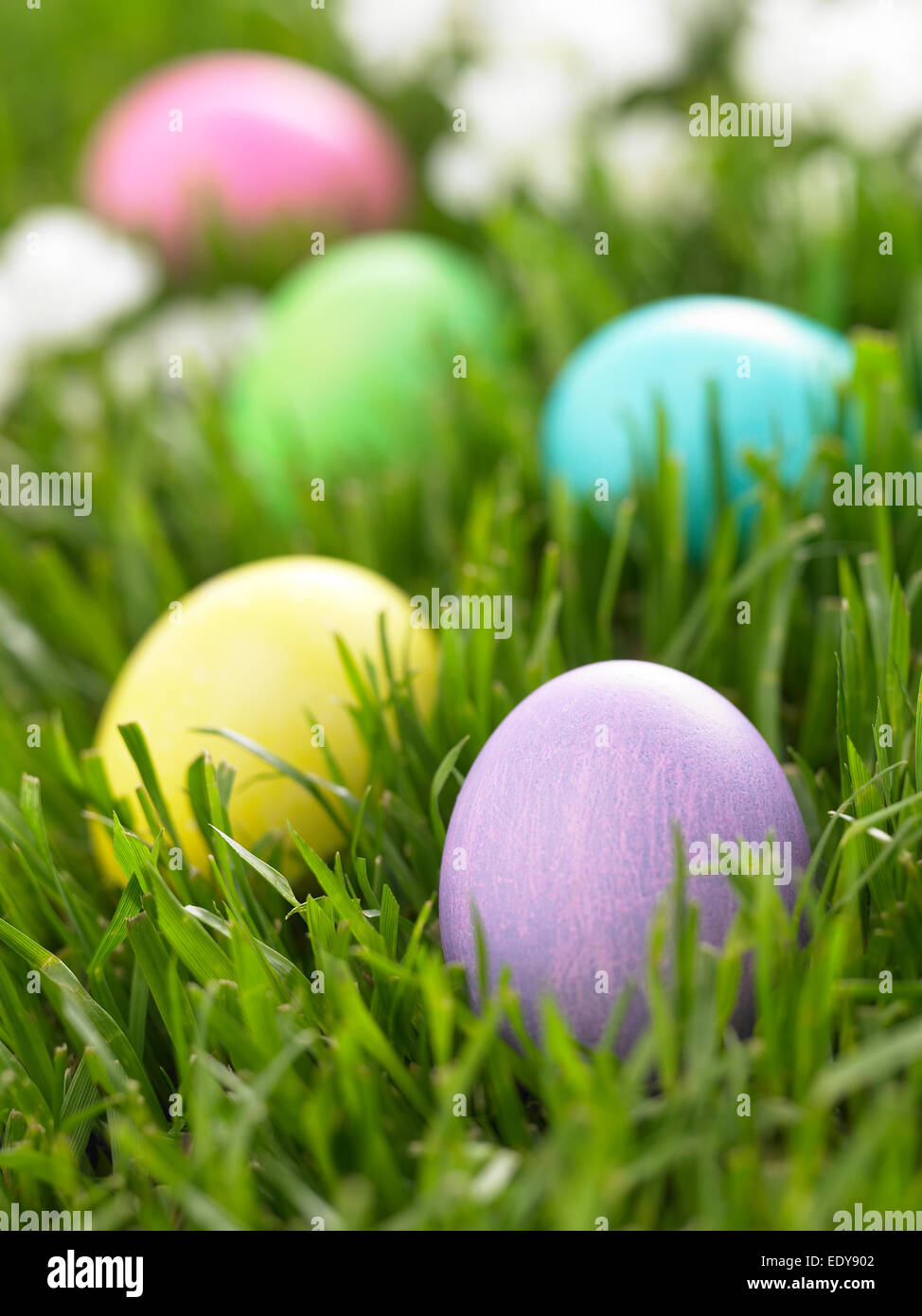 Easter Eggs in green grass Stock Photo - Alamy