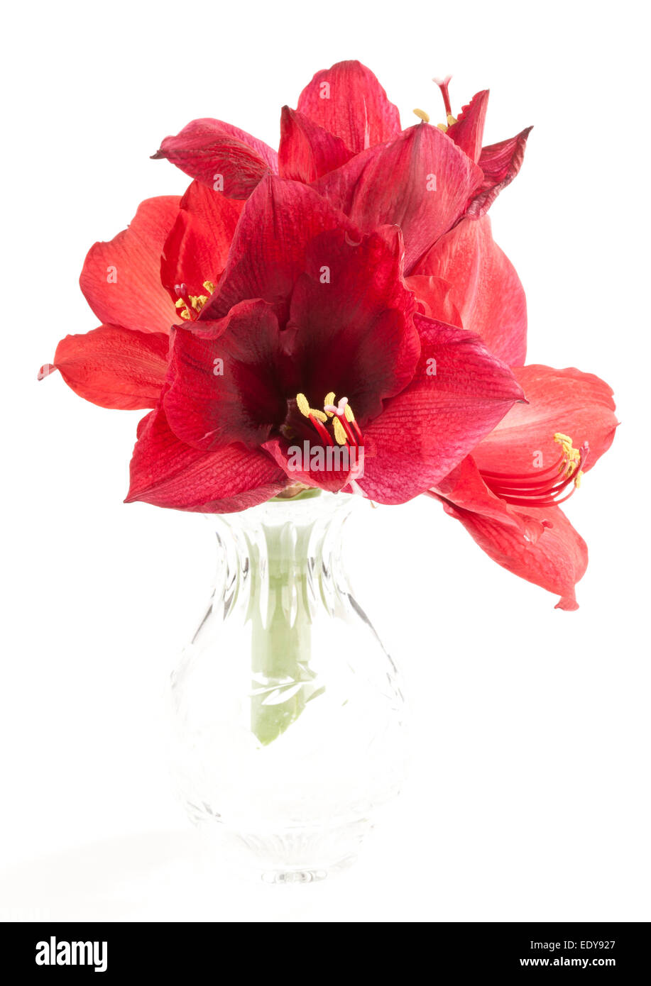 Four Amaryllis flowers in a glass vase Stock Photo