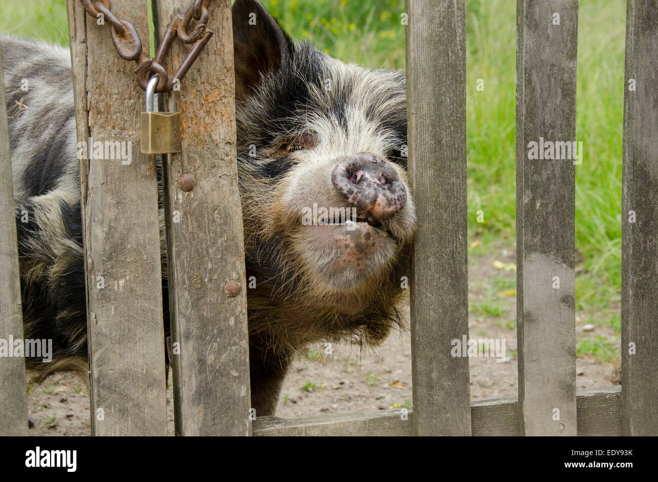 Small, cute black & white pig cheekily poking its big snout through a large gap in a wooden gate to get a better look - Yorkshire, England, UK. Stock Photo