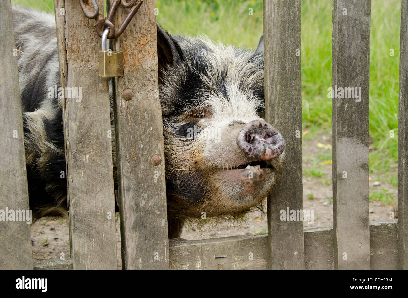 Small, cute black & white pig cheekily poking its big snout through a large gap in a wooden gate to get a better look - Yorkshire, England, UK. Stock Photo