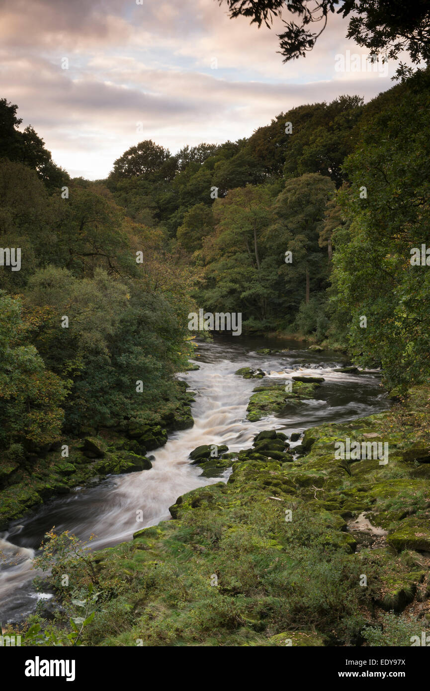 High view of the River Wharfe flowing through a narrow, steep-sided valley bordered by Strid Wood - Bolton Abbey Estate, Yorkshire Dales, England, UK. Stock Photo