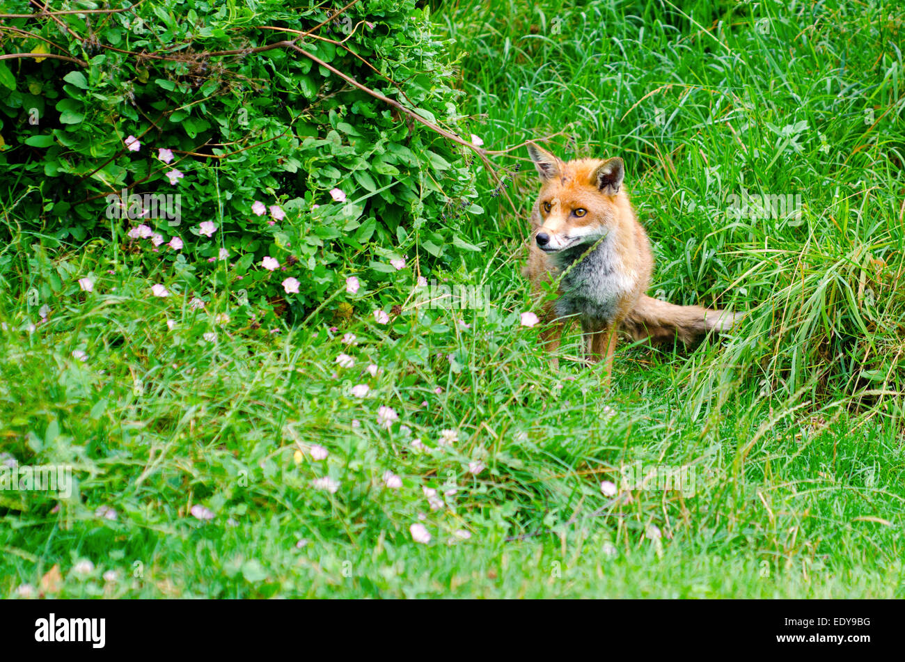 Red fox at the British Wildlife Centre, Surrey Stock Photo