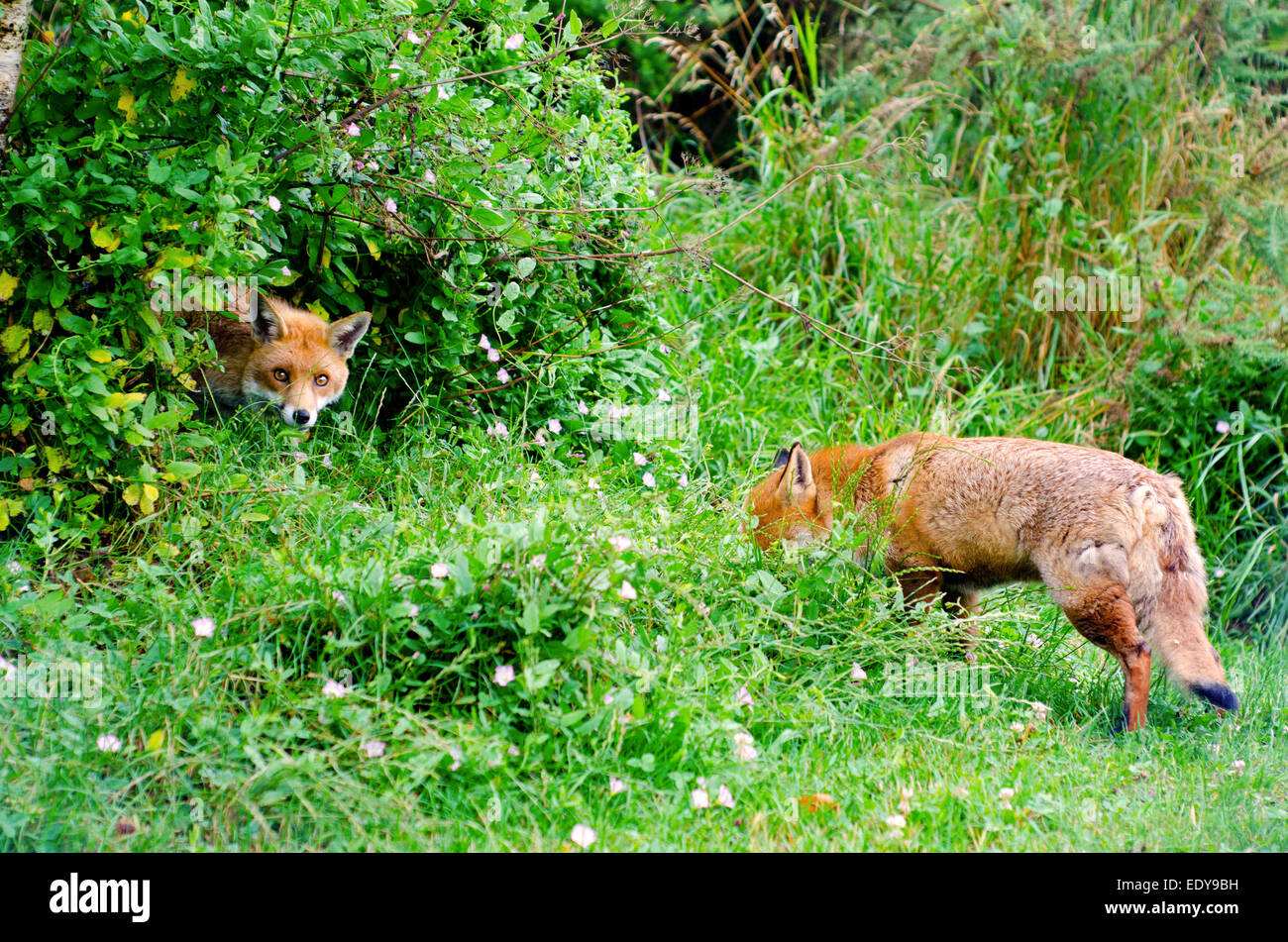 Red foxes at the British Wildlife Centre, Surrey Stock Photo Alamy