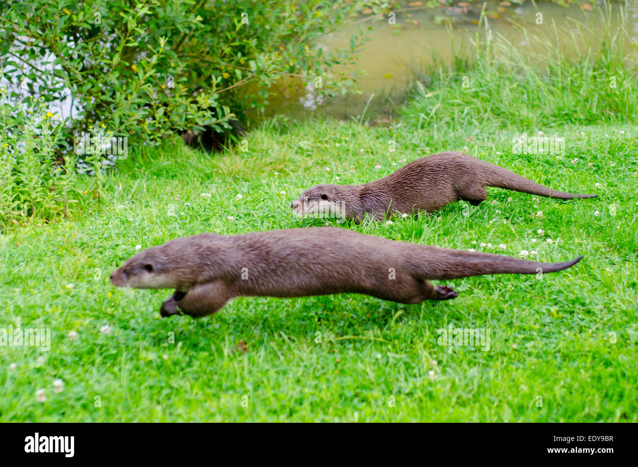 Otters at the British Wildlife Centre, Surrey Stock Photo