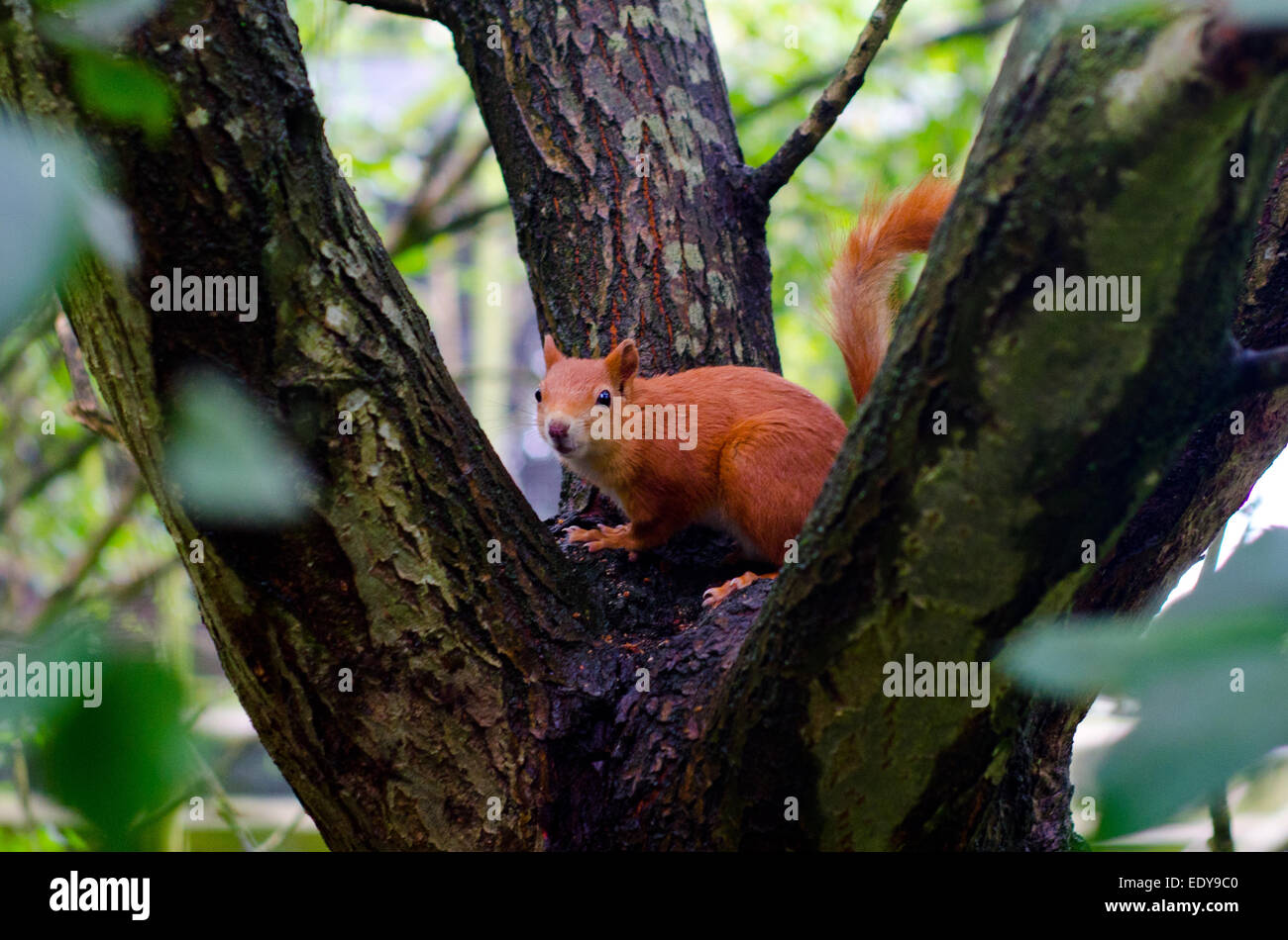 Red Squirrel at the British Wildlife Centre, Surrey Stock Photo