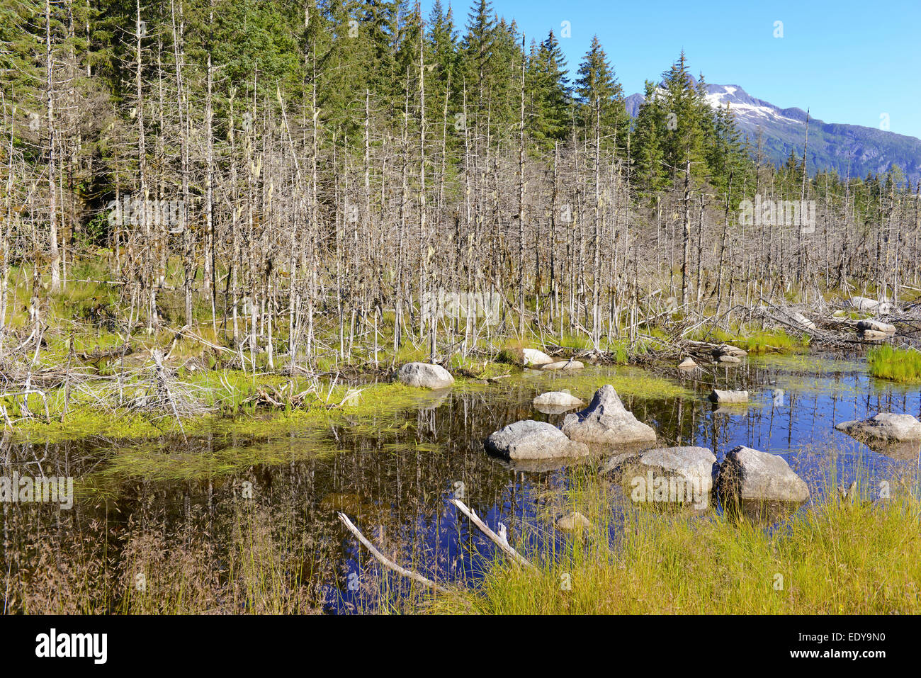 Wilderness landscape, Juneau, Alaska Stock Photo