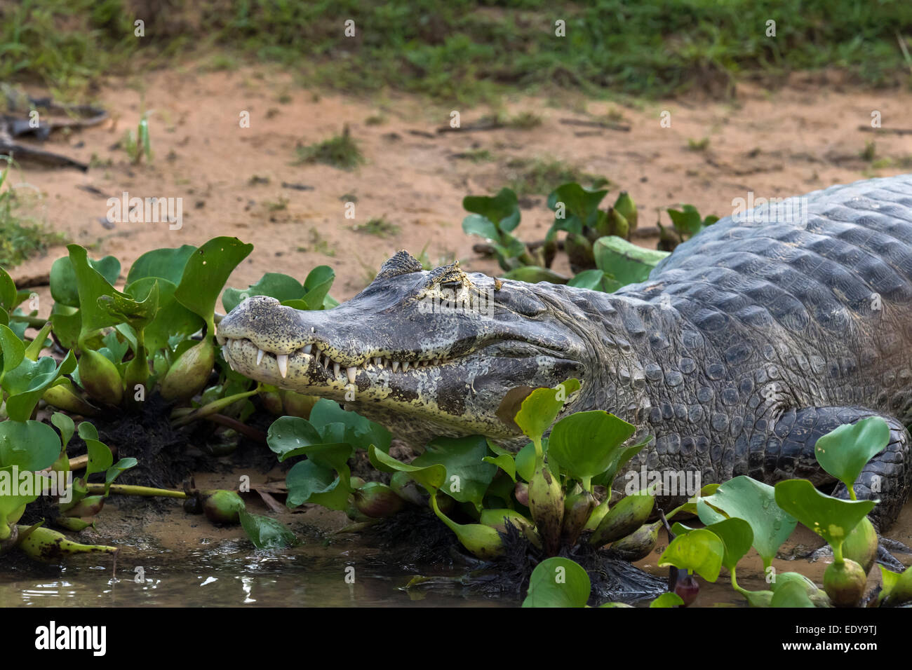caiman with a nice set of teeth rio pixaim pantanal brazil EDY9TJ