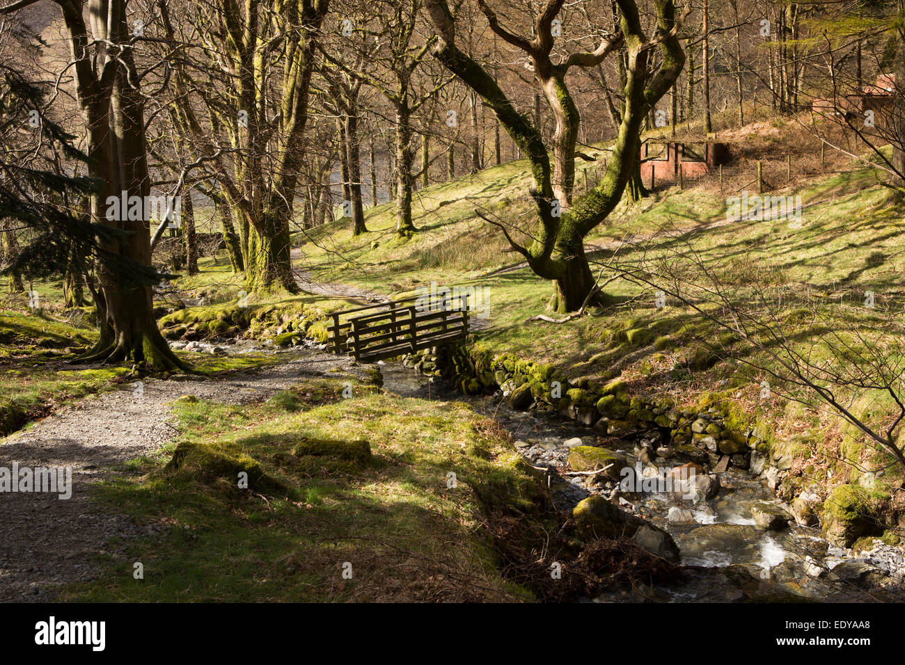 UK, Cumbria, Lake District, Buttermere, Hassnesshow Beck passing through woodland at Hassness Stock Photo
